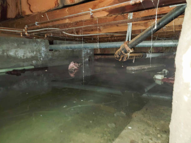 Best Basement water damage restoration  in Cherry Brah, NC